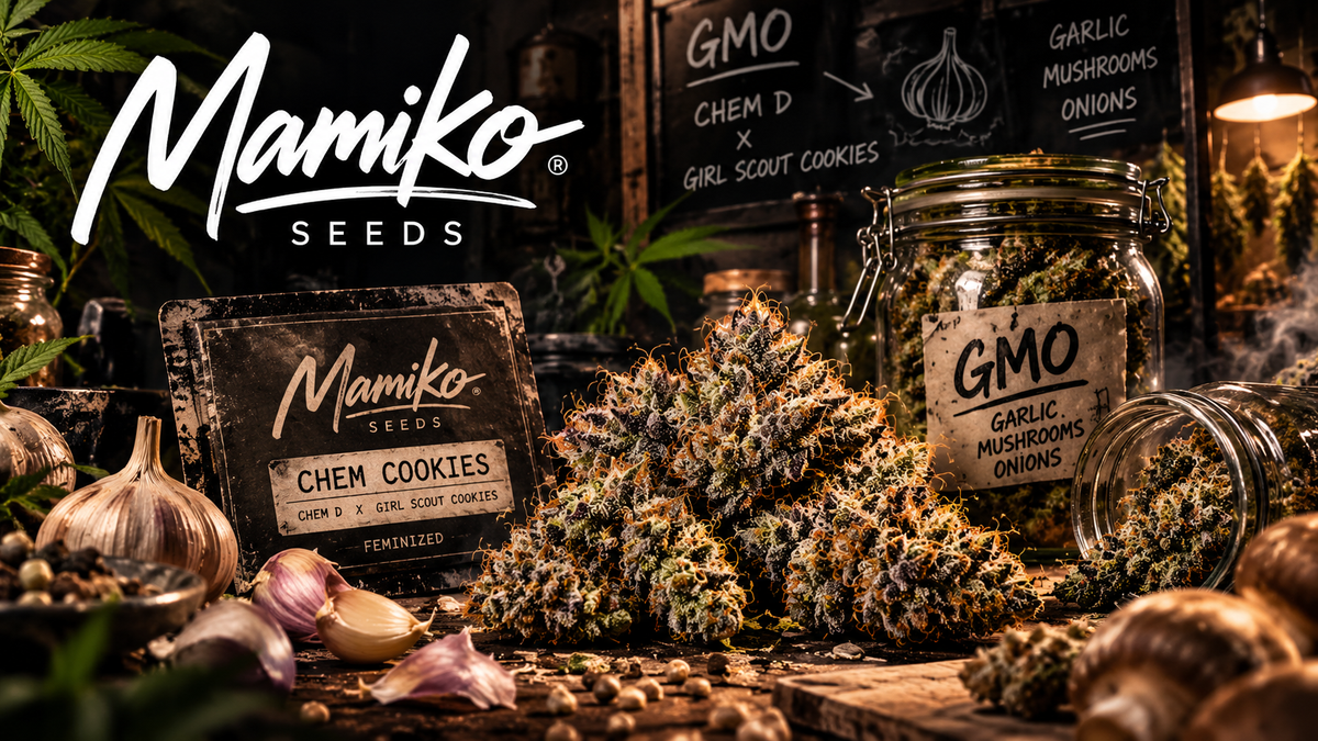 Mamiko Seeds: Die wahre Geschichte hinter GMO Cookies – der legendären Cannabis-Genetik
