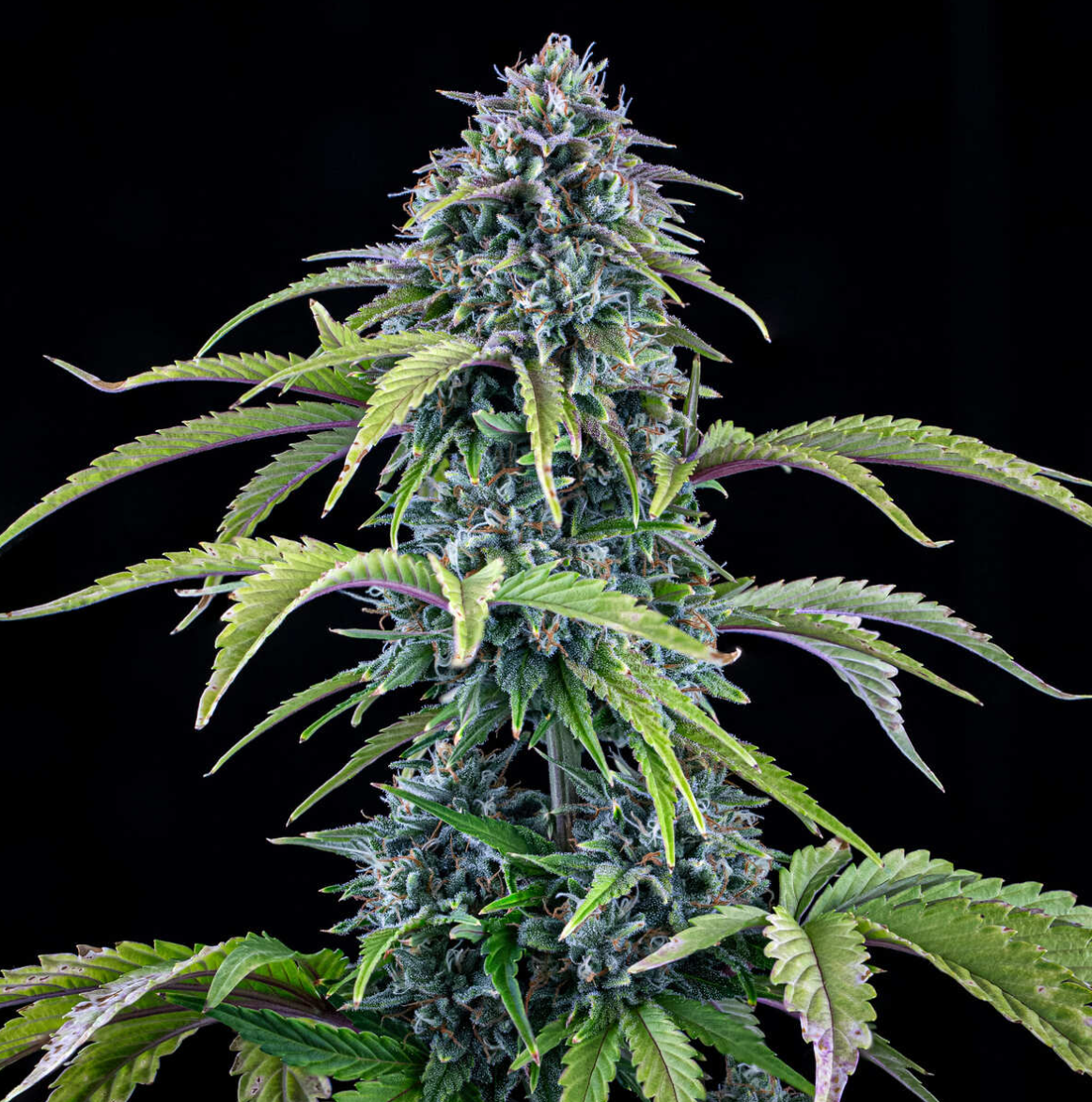 24 Carat Autoflowering Mephisto Genetics