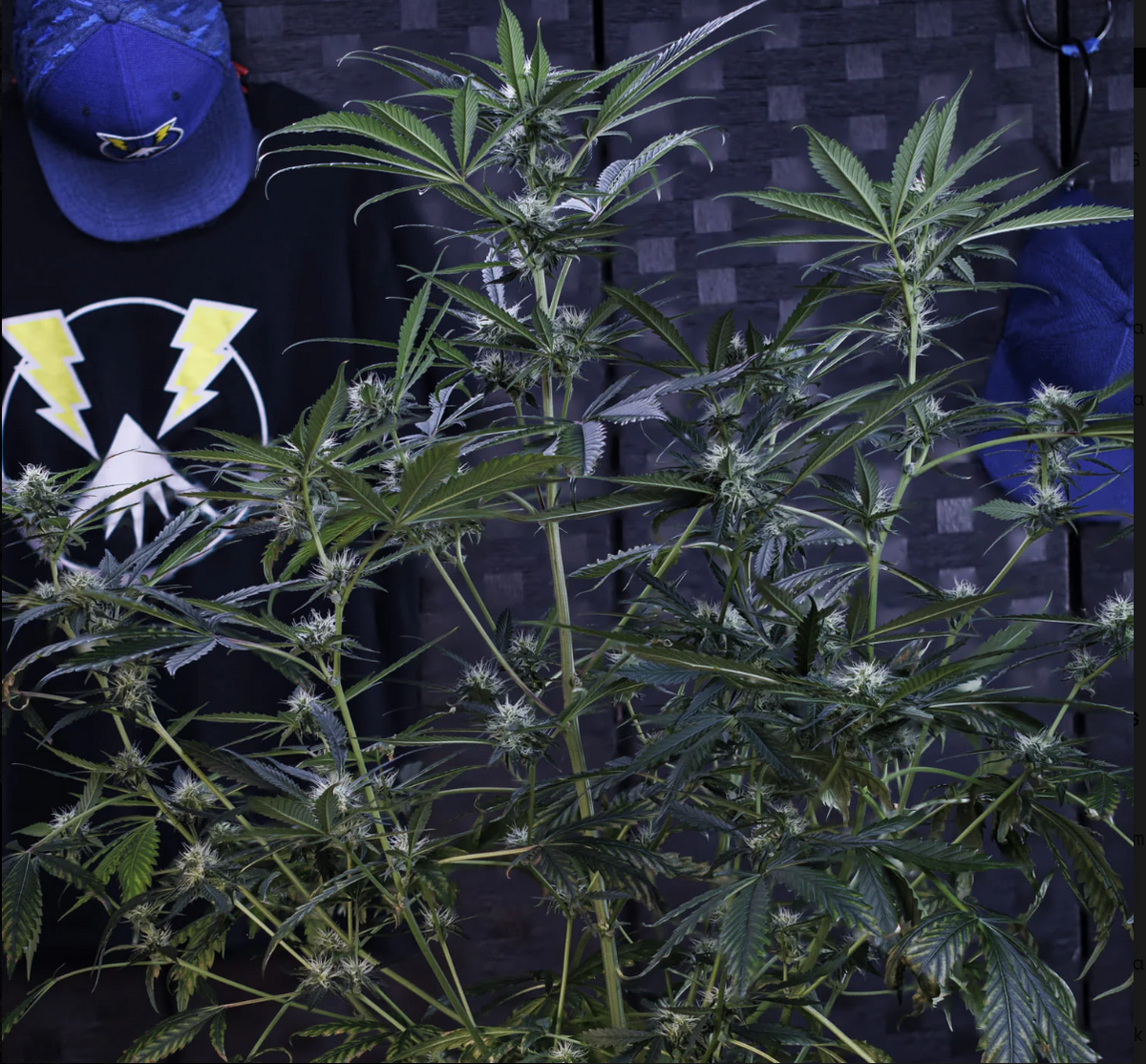 3 Bears OG Autoflowering Mephisto Genetics