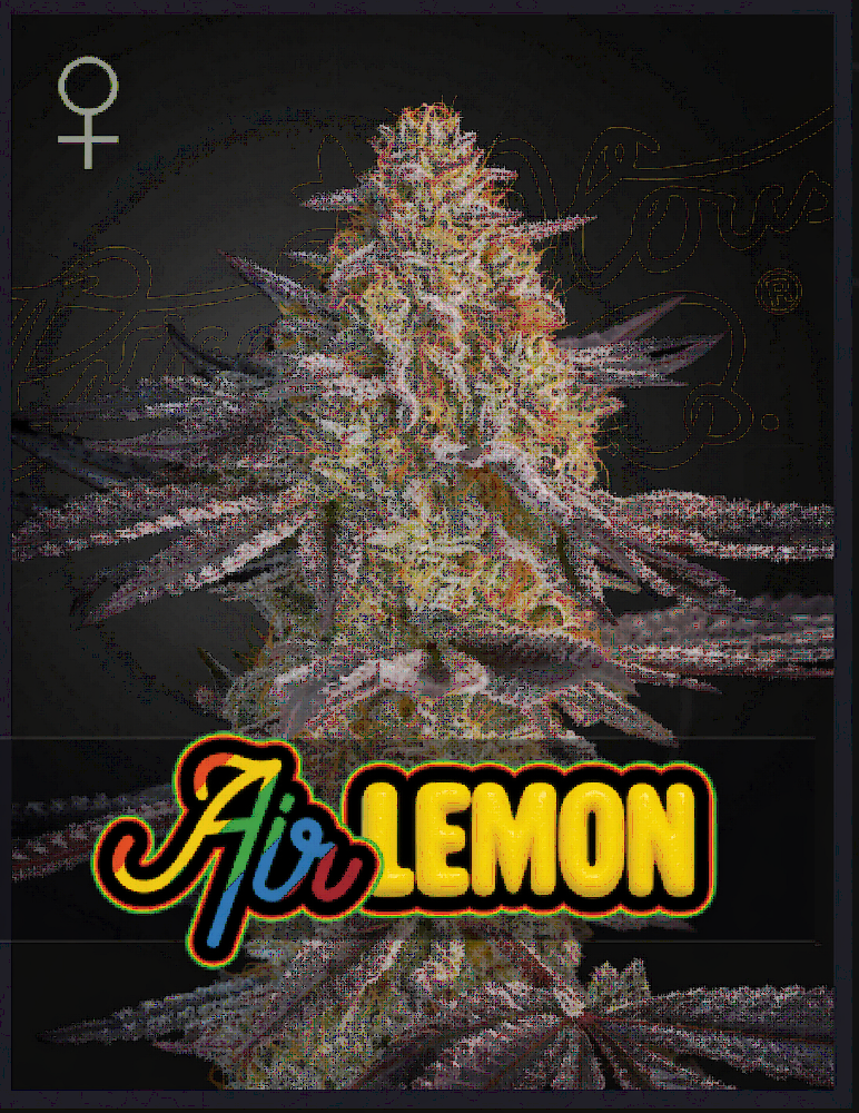 Air Lemon Feminized – Greenhouse Seeds