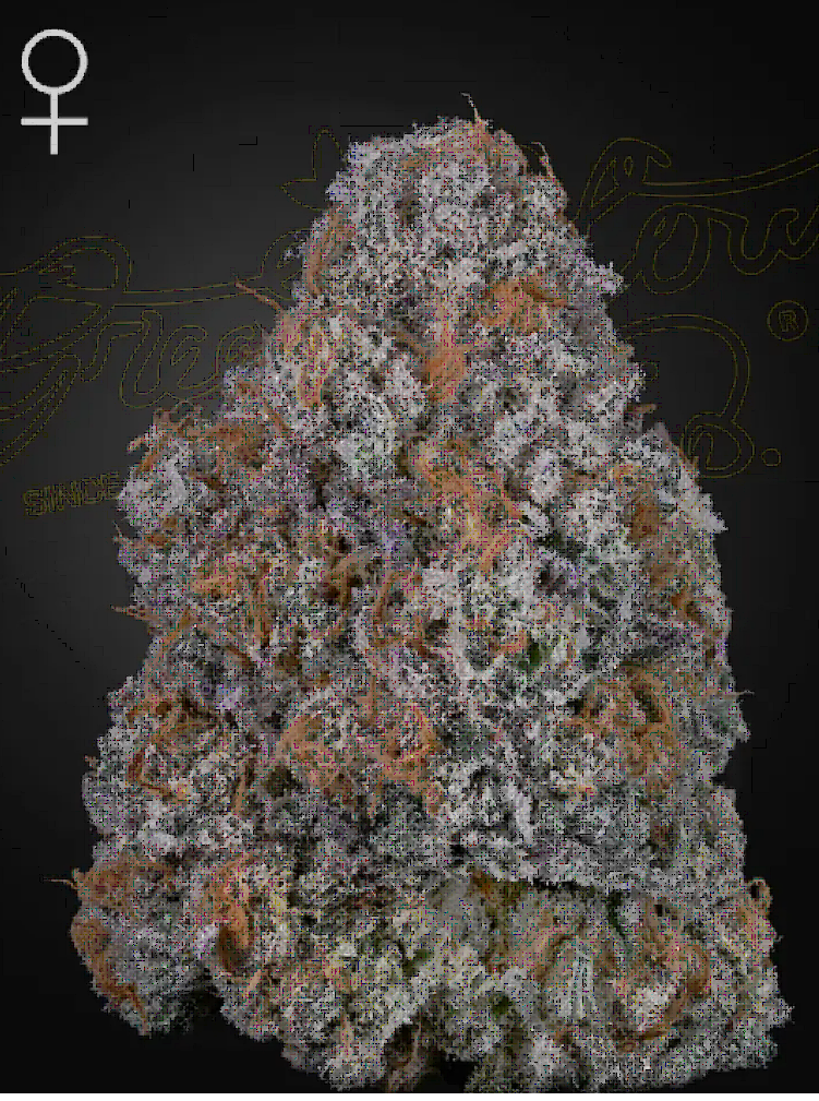 Air Lemon Feminized – Greenhouse Seeds