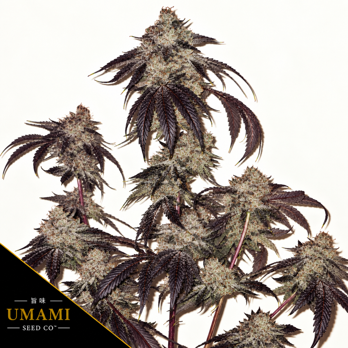 Bath House Feminized Umami Seeds