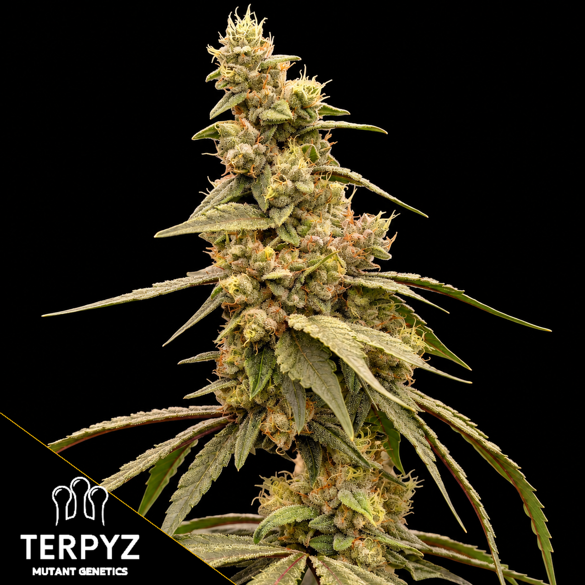 Cheesus Christ S1 Feminized