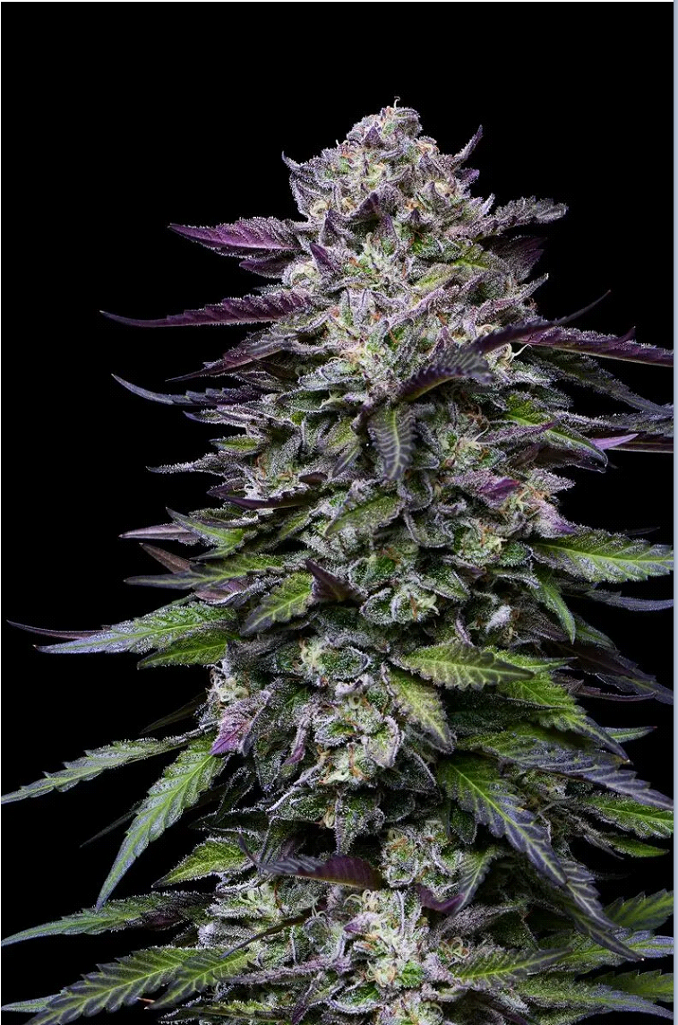 Candy Hustle Feminized – Humboldt Seed Company