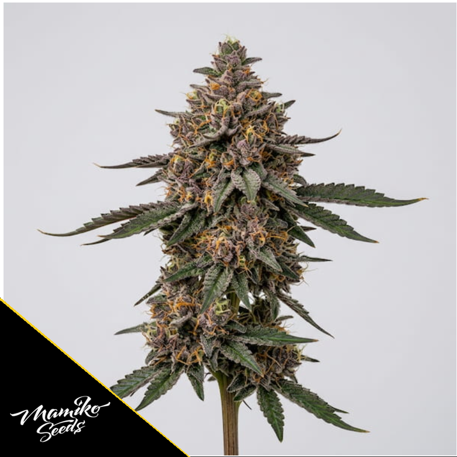 Candy Zour – Mamiko Seeds – Bild 1