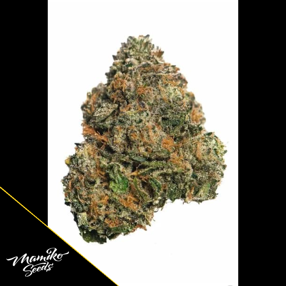 Candy Zour – Mamiko Seeds – Bild 2