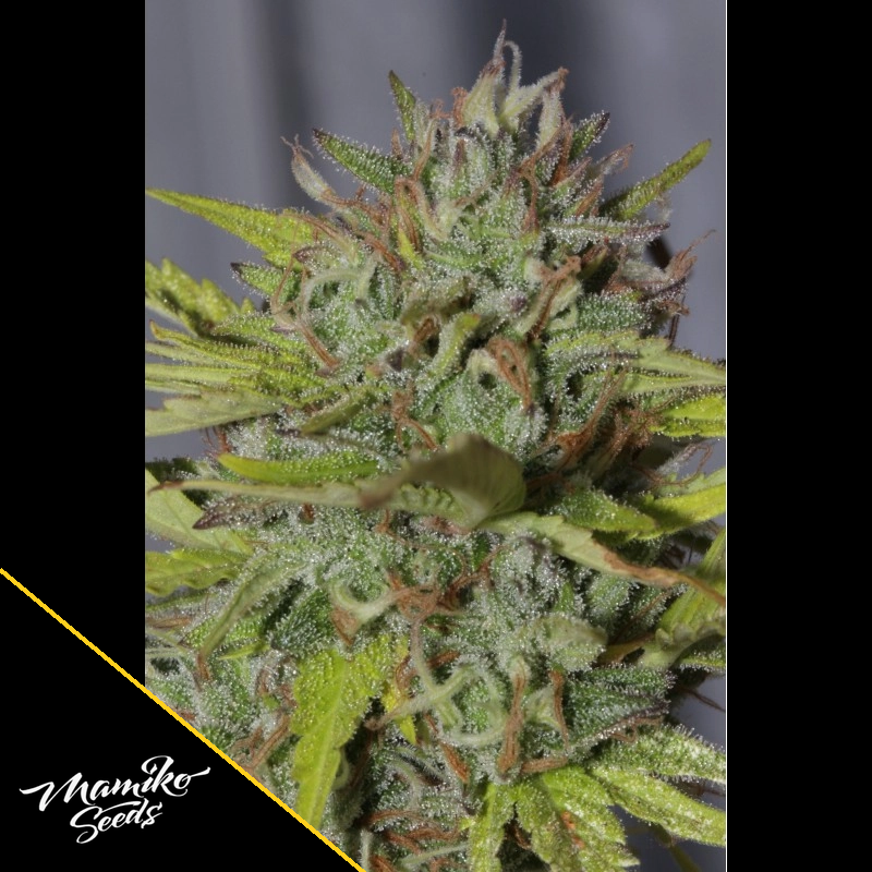 Cheese Cookies – Mamiko Seeds