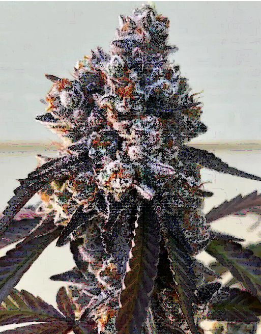 Frostade Feminized – Umami Seeds