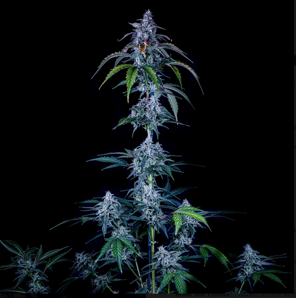 Fugue State Autoflowering Mephisto Genetics
