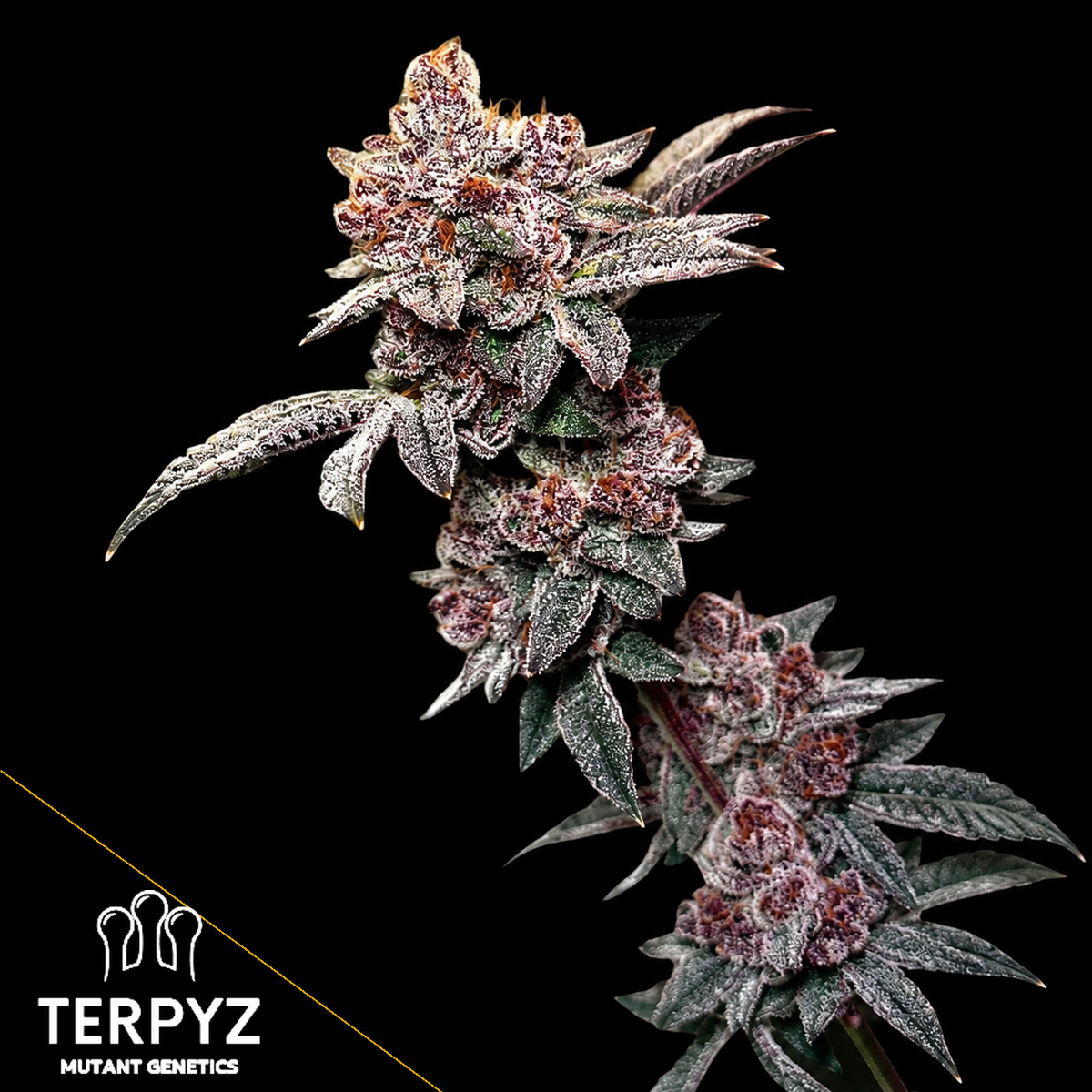 Gary & Gas Feminized