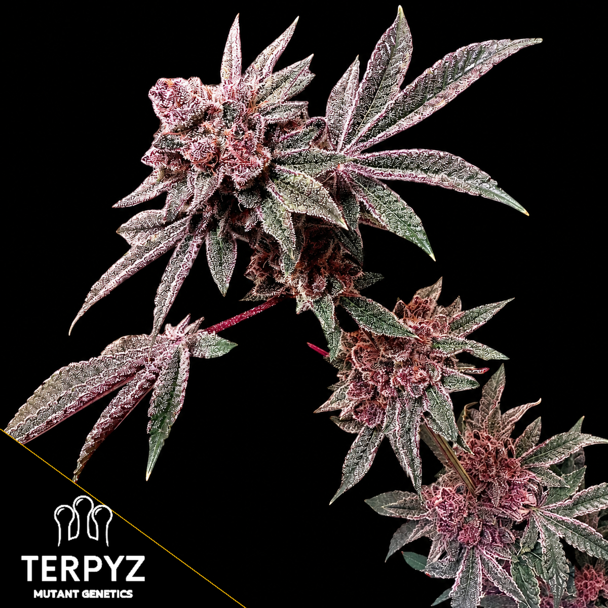 Gary & Gas Feminized