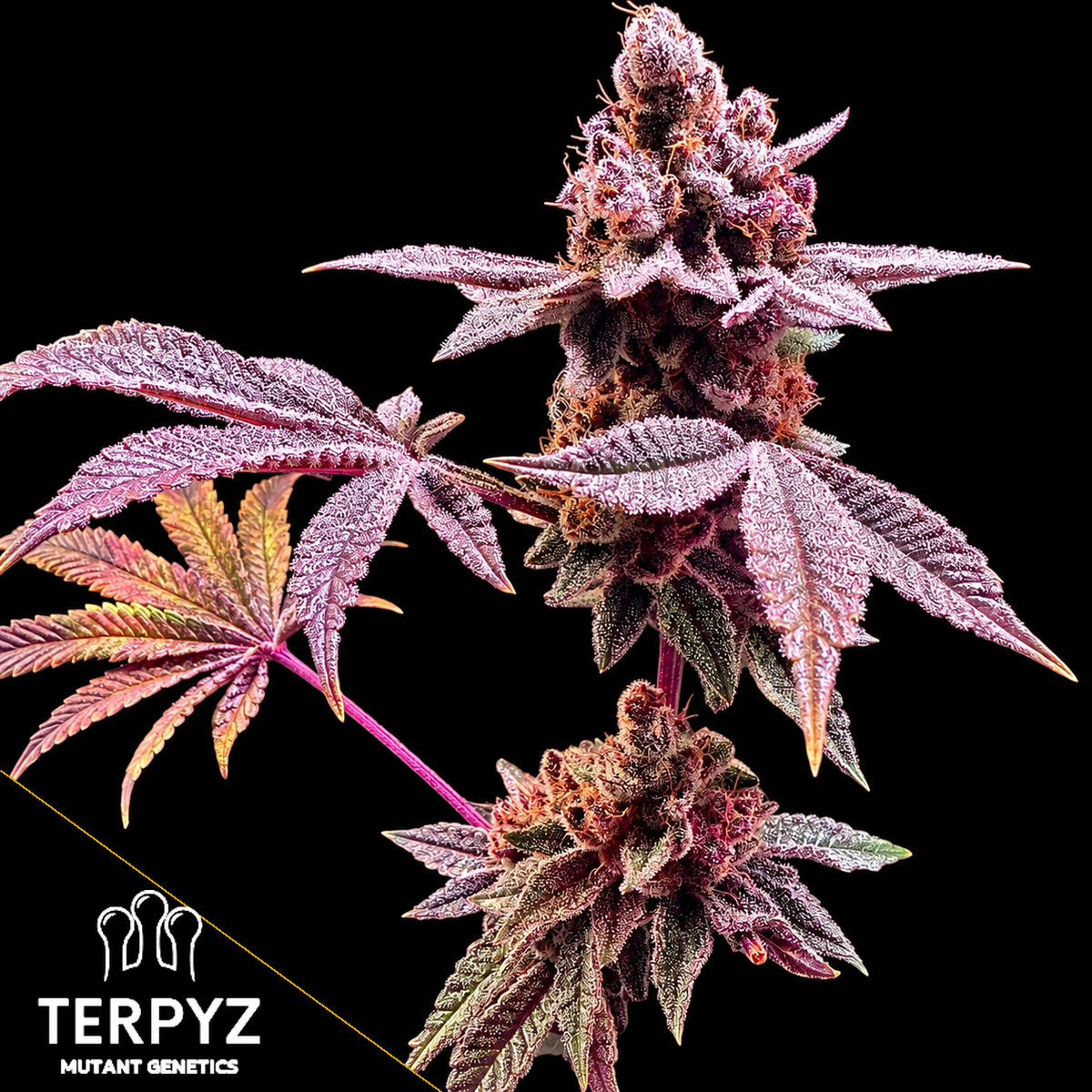 Gary & Gas Feminized