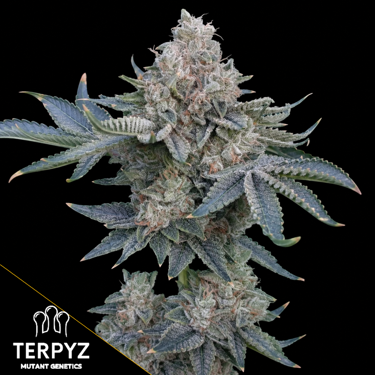 GokuZ OG Feminized