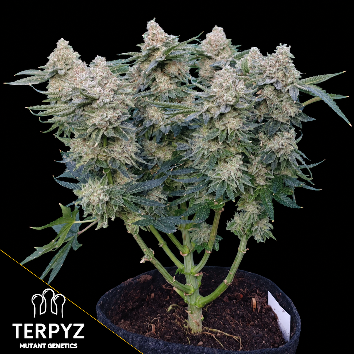 GokuZ OG Feminized