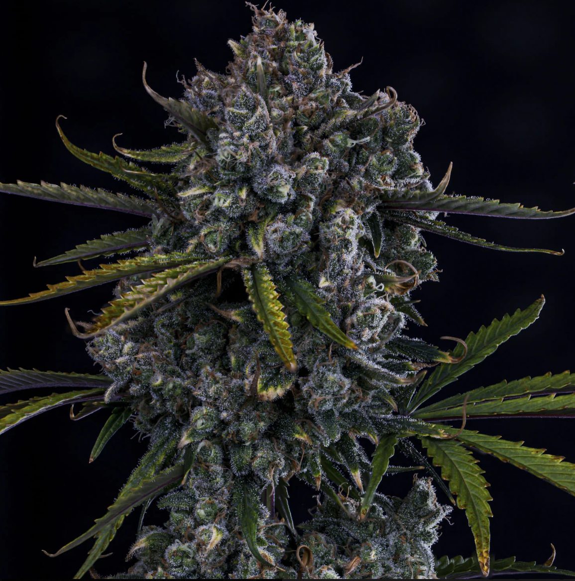 HubbaBubbaHaze Autoflowering Mephisto Genetics
