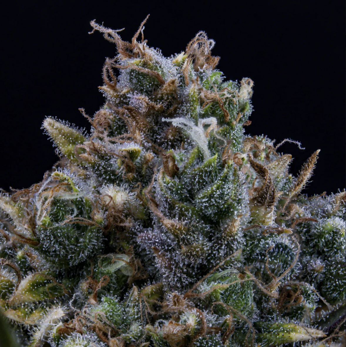 HubbaBubbaHaze Autoflowering Mephisto Genetics