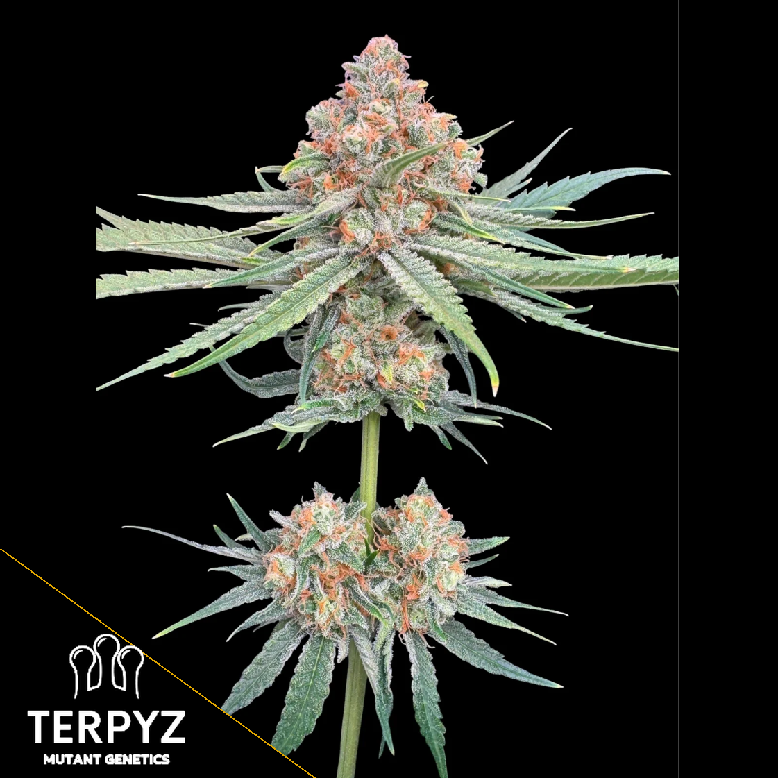 Haze Guava F1 Feminized