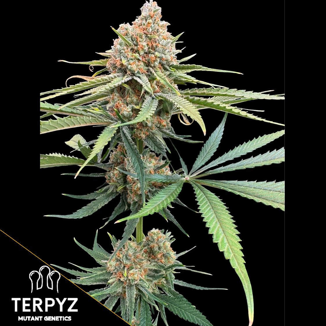 Haze Guava F1 Feminized