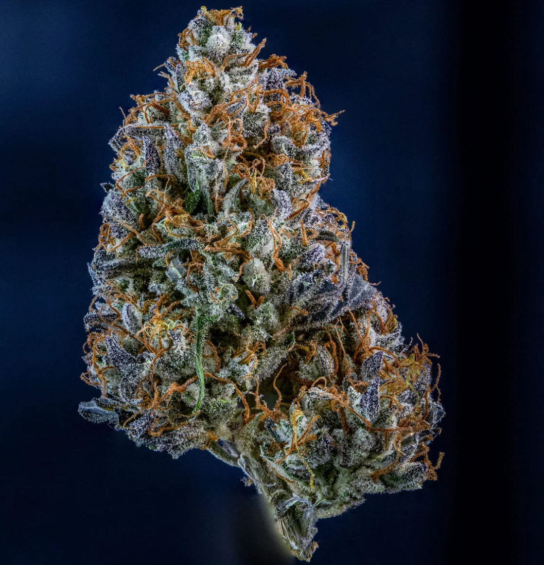 Iced ’n’ Baked Autoflowering Mephisto Genetics