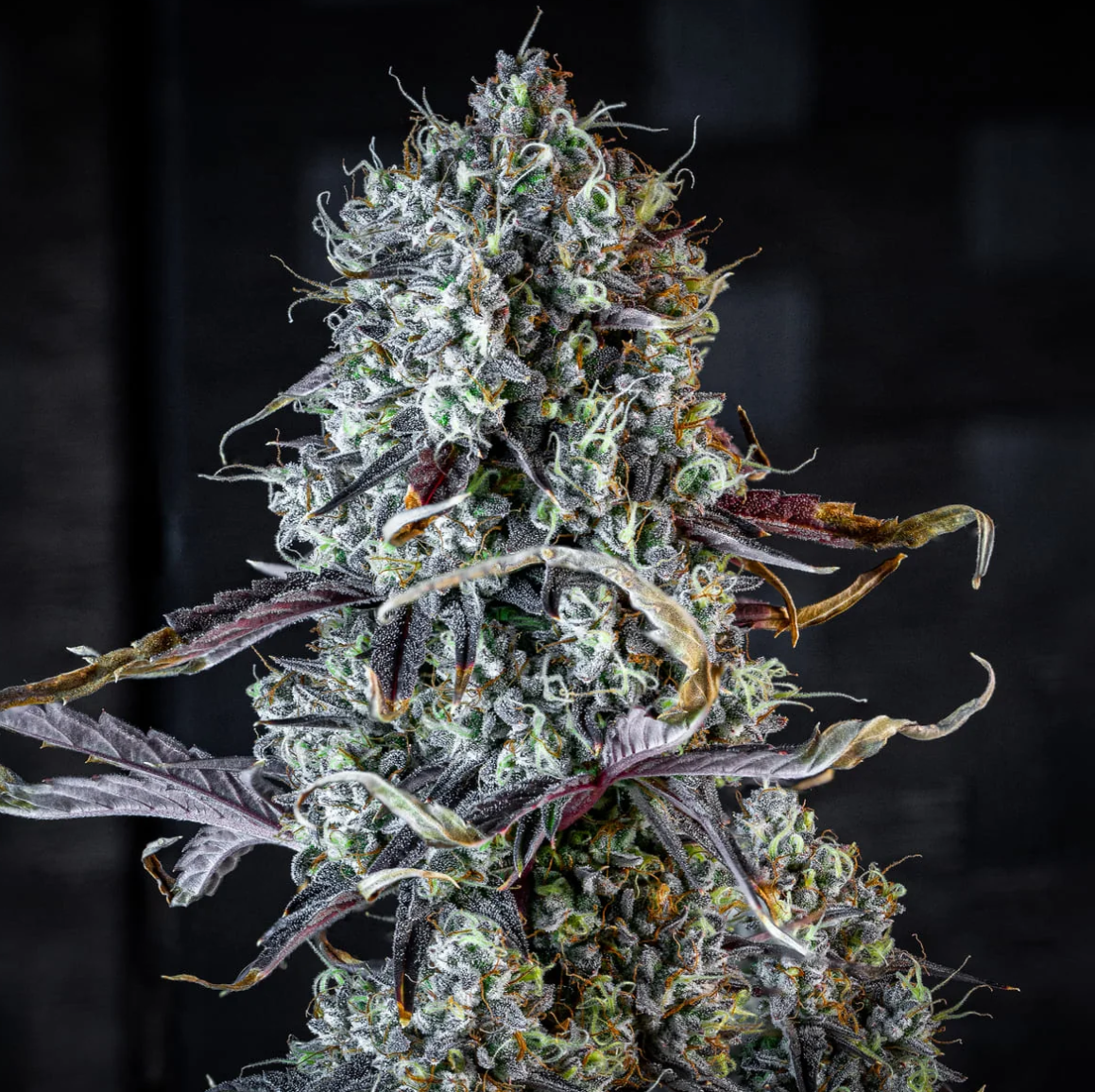 Iced ’n’ Baked Autoflowering Mephisto Genetics