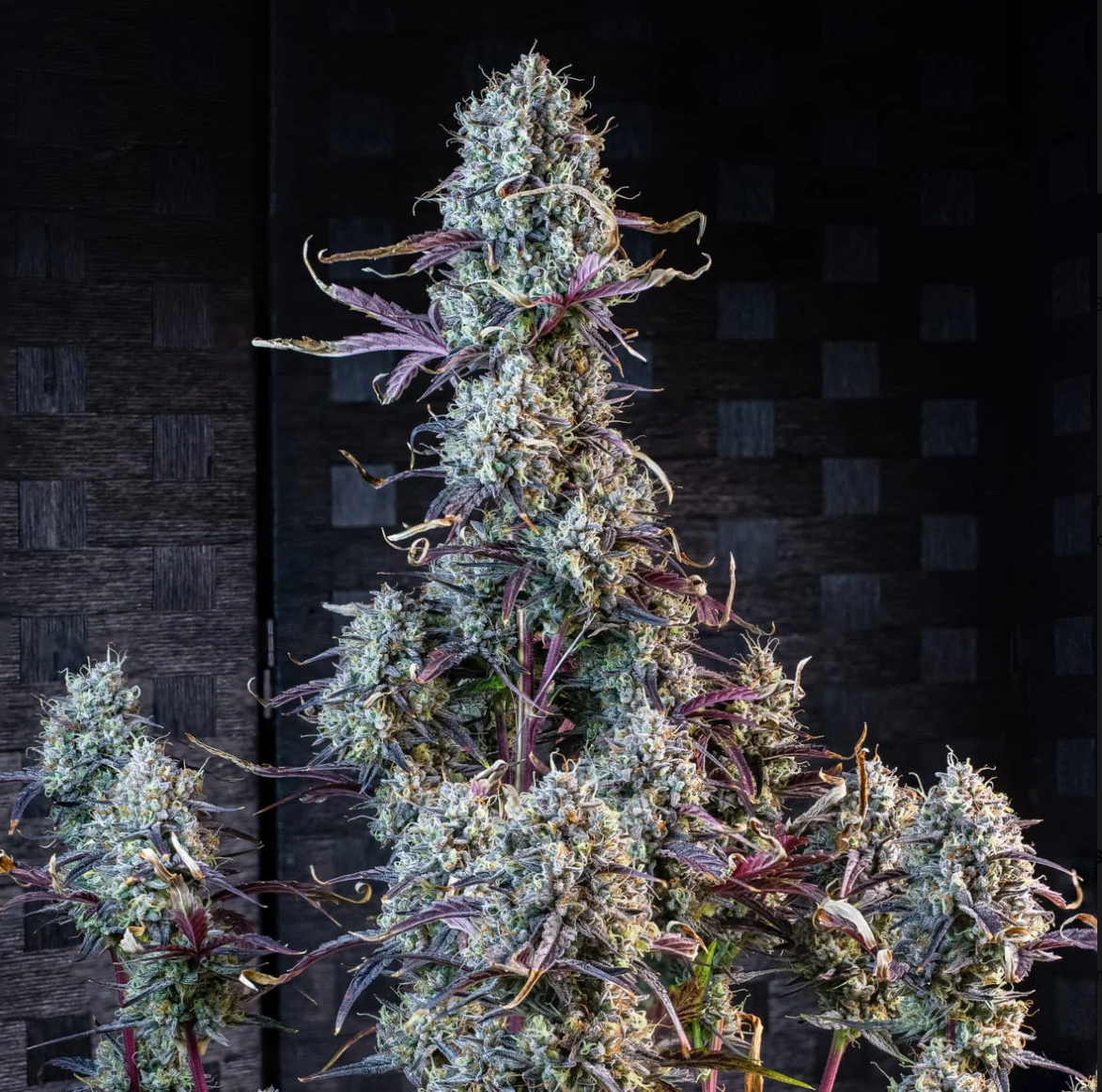 Iced ’n’ Baked Autoflowering Mephisto Genetics