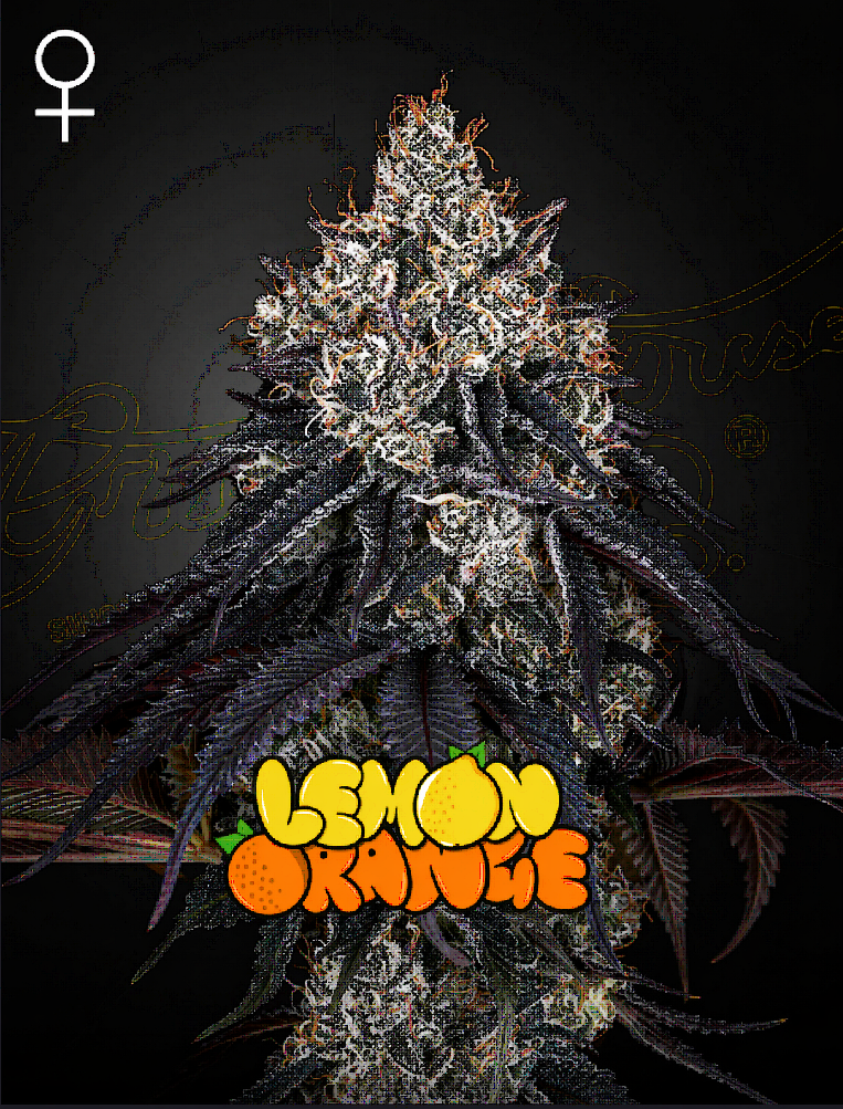 Lemon Orange Feminized – Greenhouse Seeds