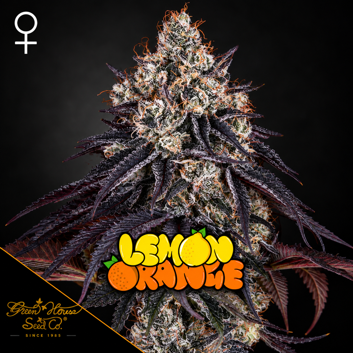 Lemon Orange Feminized Greenhouse Seeds