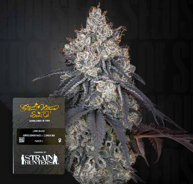 Lemon Orange Feminized – Greenhouse Seeds