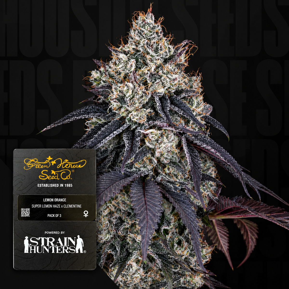 Lemon Orange Feminized Greenhouse Seeds