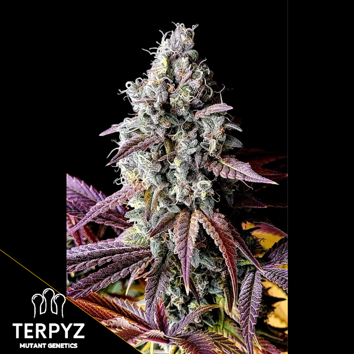 Mentha de Mandarin Feminized