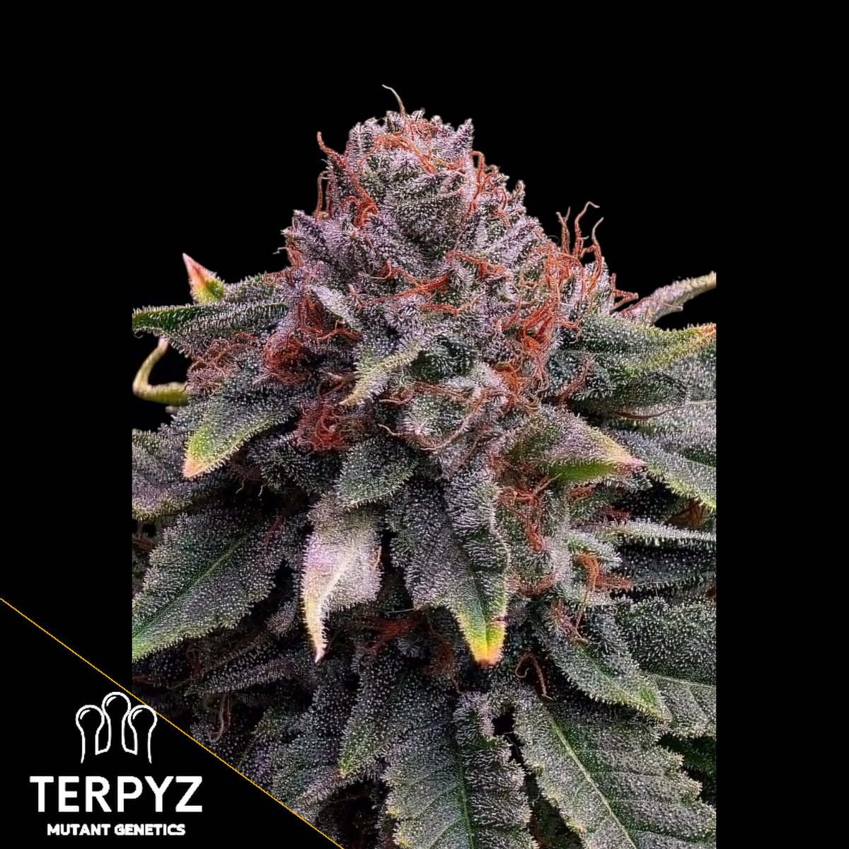 Mentha de Mandarin Feminized