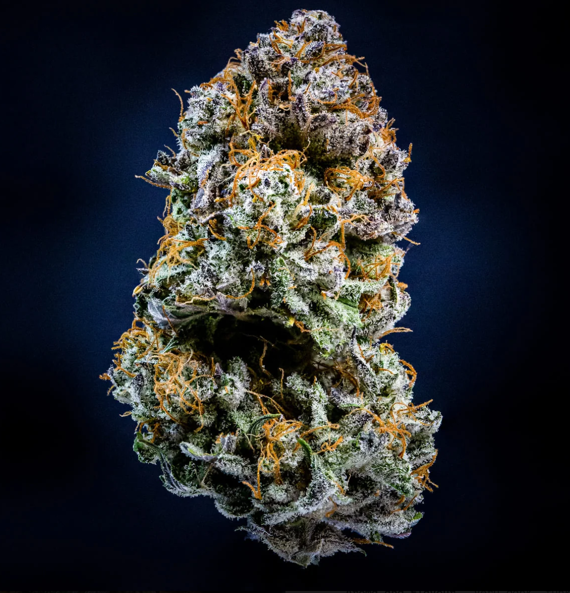 Mephisto’s Wedding Autoflowering Mephisto Genetics