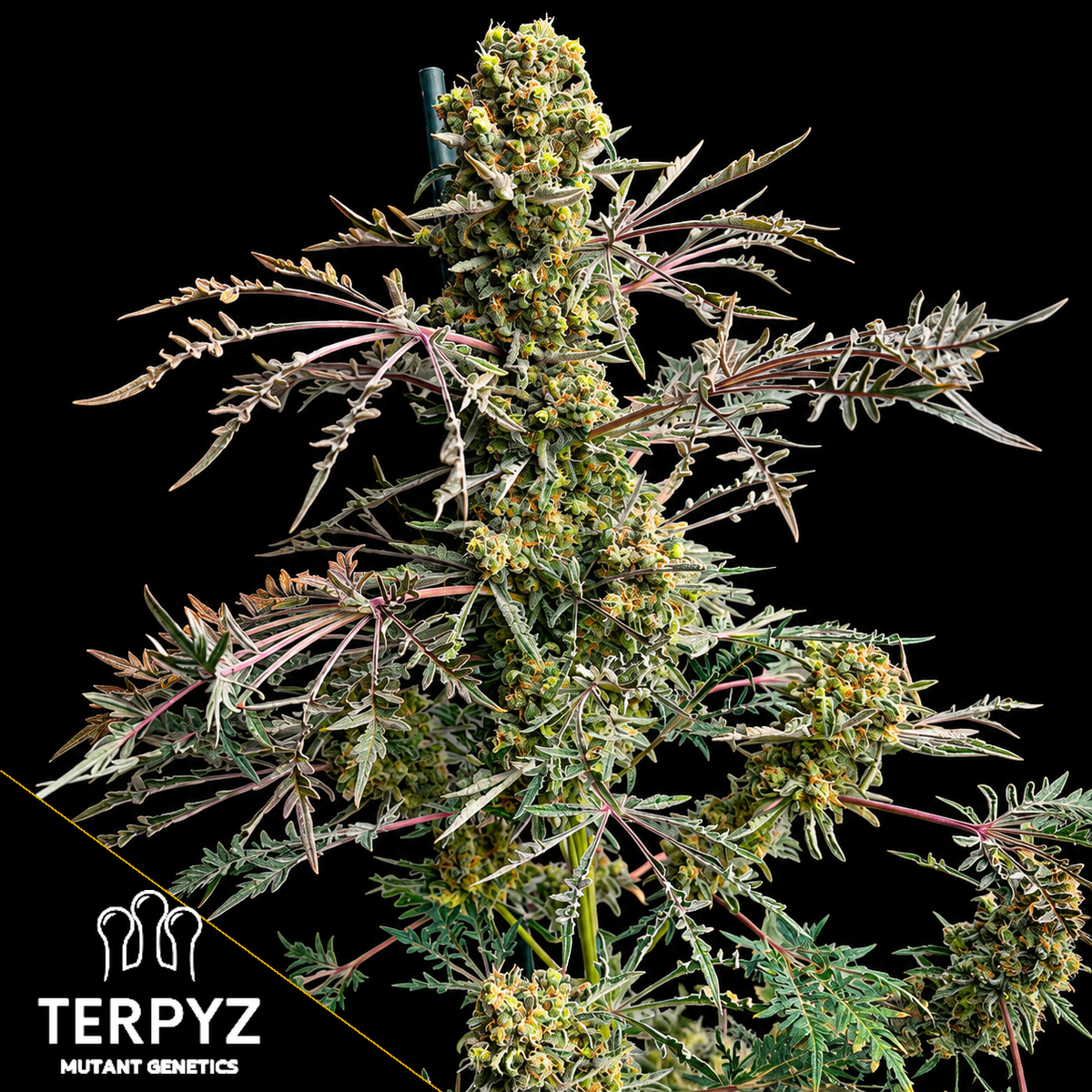 Mentha de Croco Bx1 F2 „Fern“ Feminized
