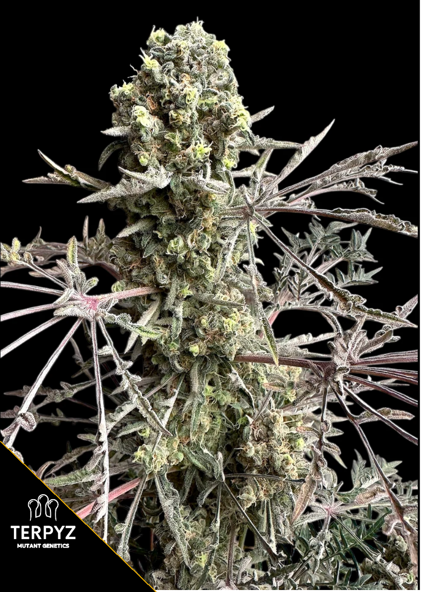 Mentha de Croco Bx1 F2 „Fern“ Feminized