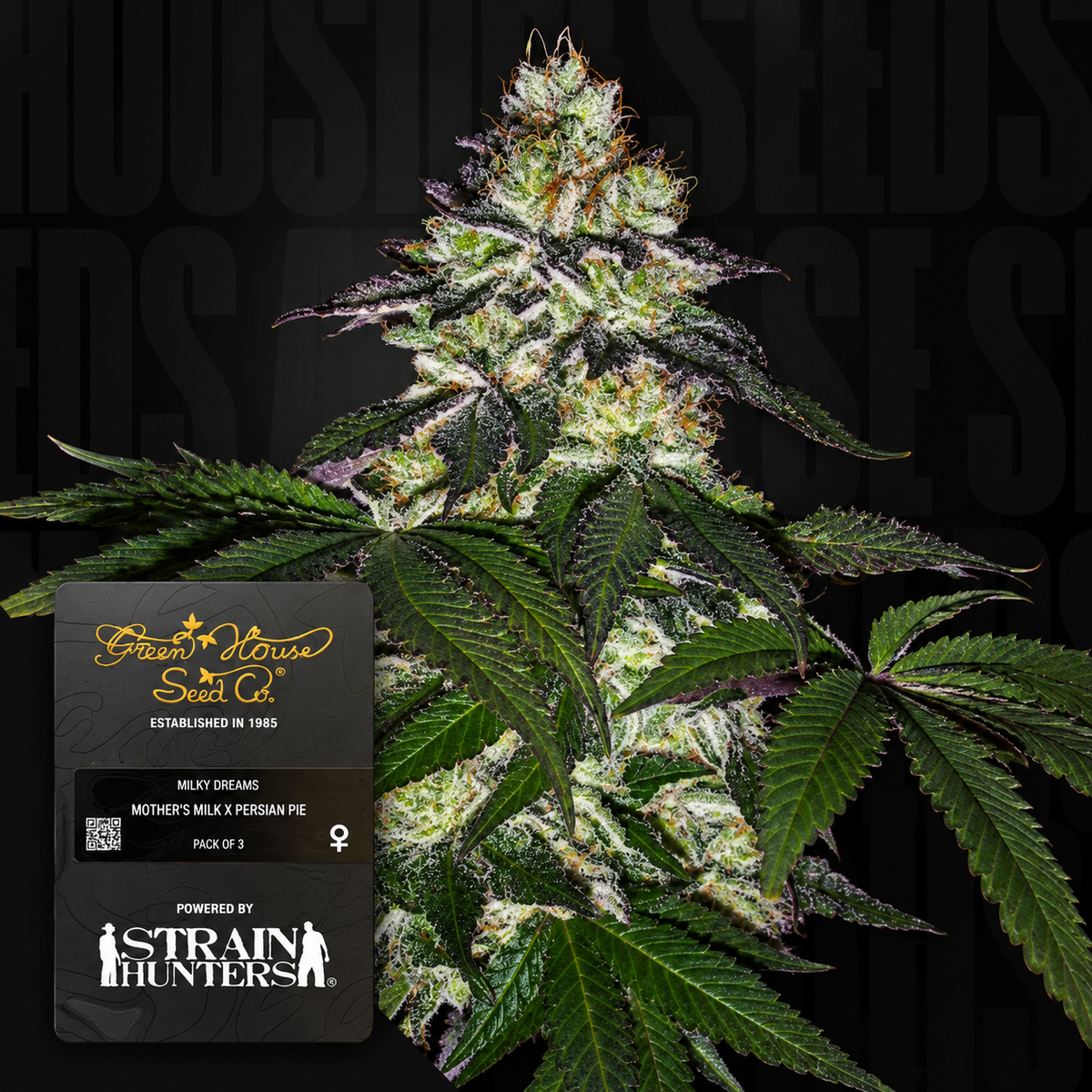 Milky Dreams Feminized Greenhouse Seeds