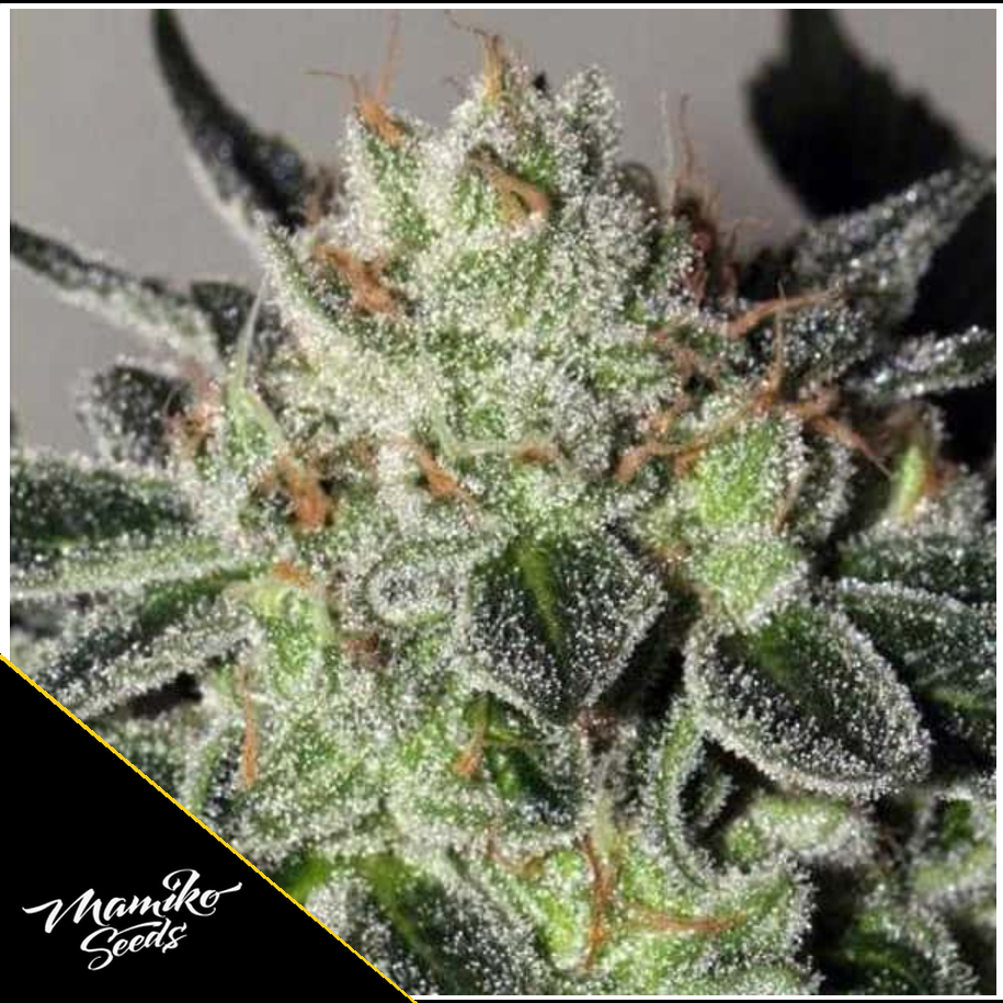 Mimosa Cookies – Mamiko Seeds – Bild 1