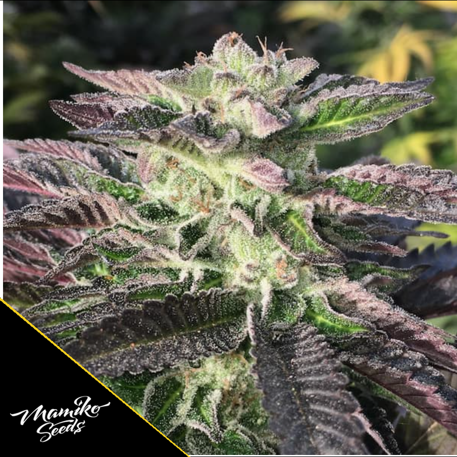 Mimosa Cookies – Mamiko Seeds – Bild 2