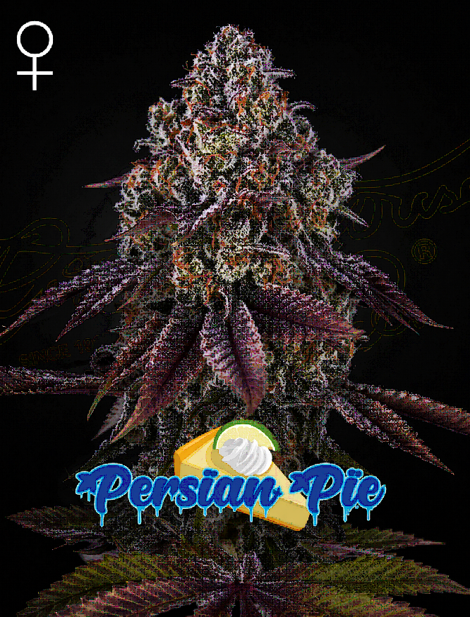 Persian Pie Feminized – Greenhouse Seeds