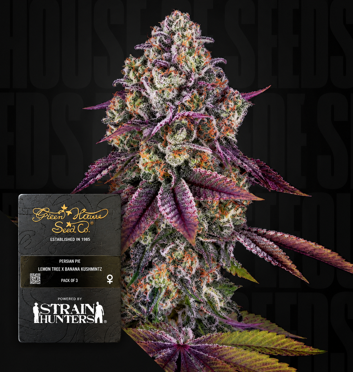 Persian Pie Feminized Greenhouse Seeds