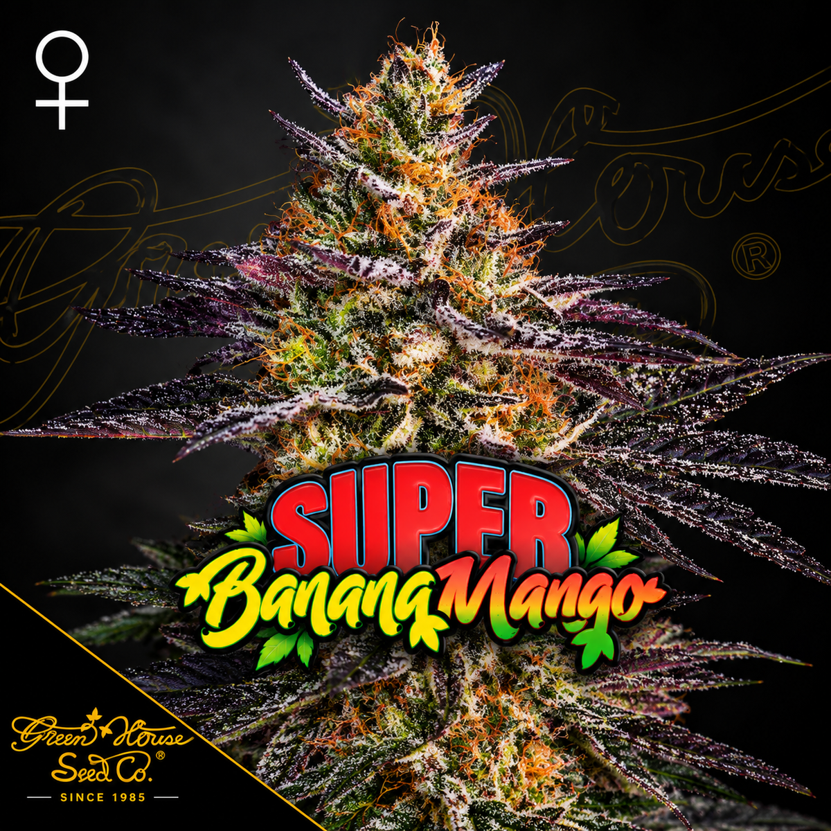 Super Banana Mango Feminized Greenhouse Seeds