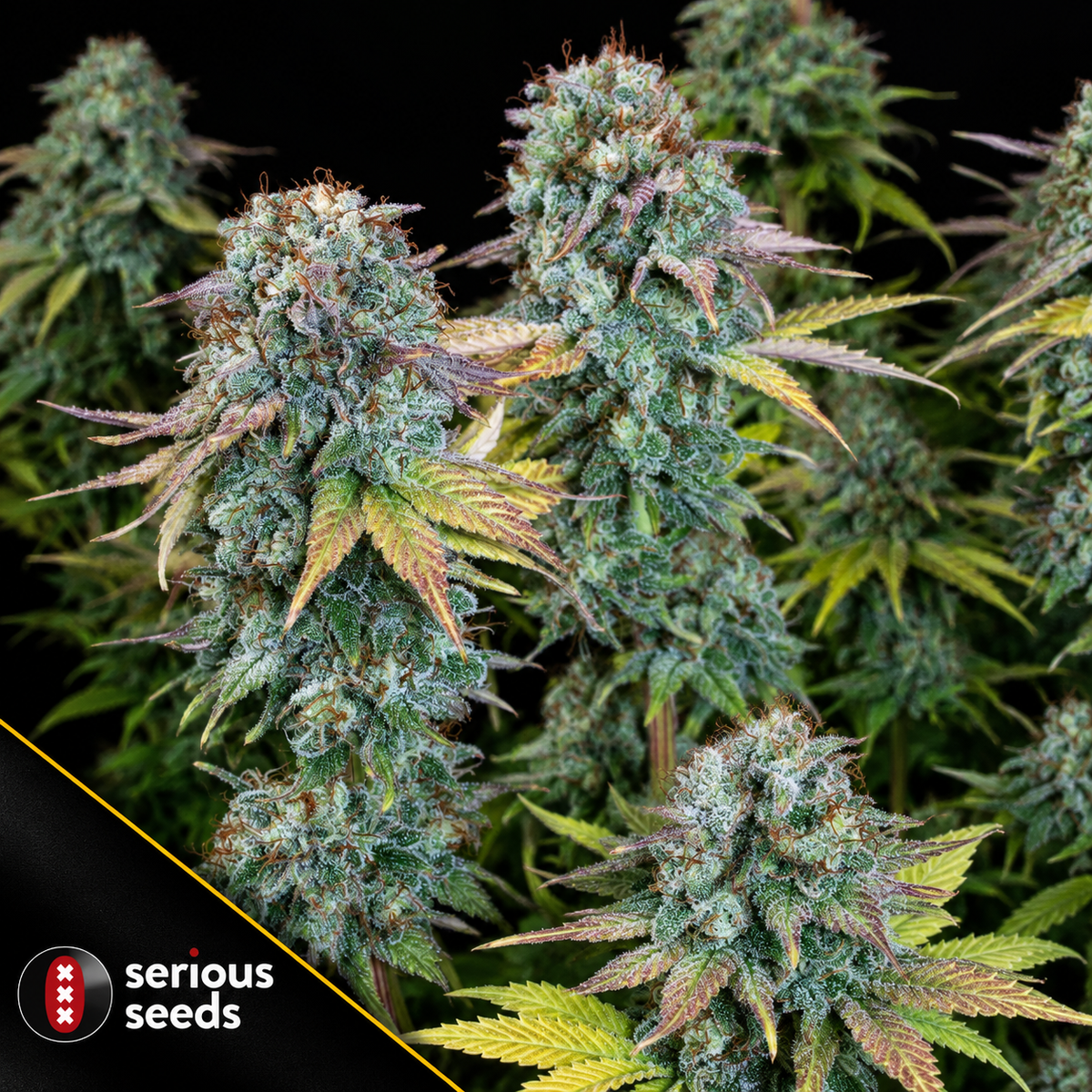 Serious Happiness Feminized Serious Seeds