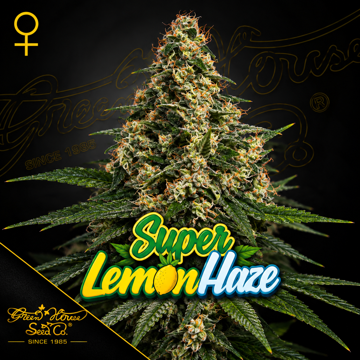Super Lemon Haze Feminized Greenhouse Seeds
