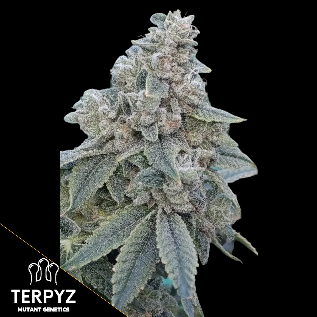 Zour MelonZ Feminized