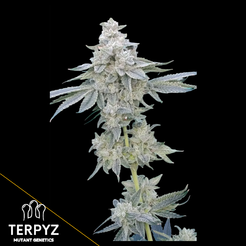 Zour MelonZ Feminized