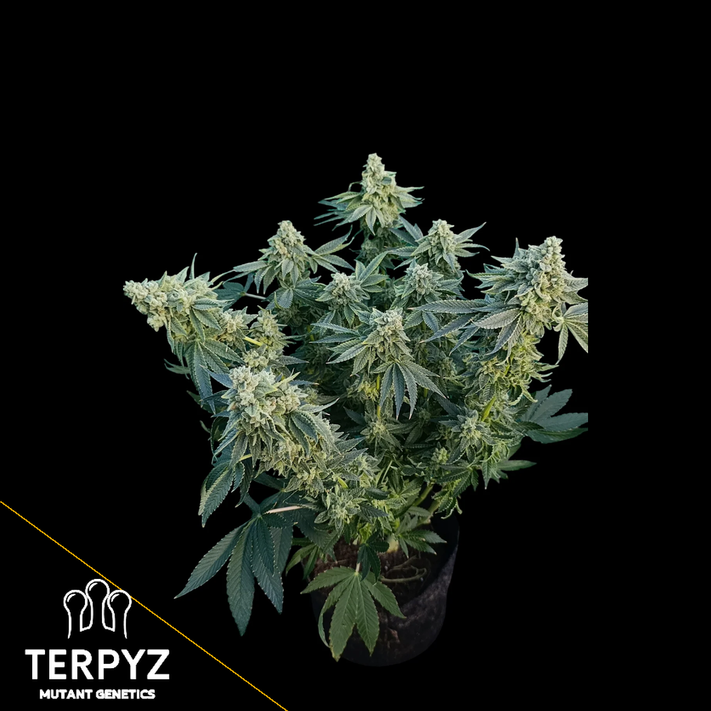 Zour MelonZ Feminized