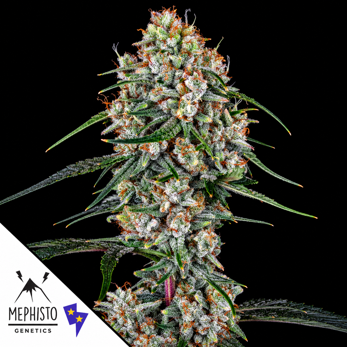 Skywalker Autoflowering Seeds Mephisto Genetics