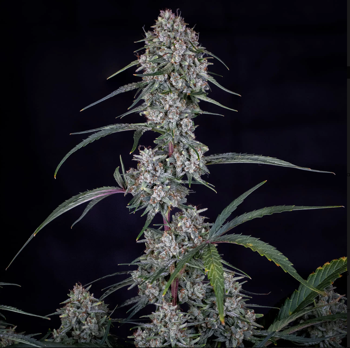 Skywalker Autoflowering Seeds Mephisto Genetics