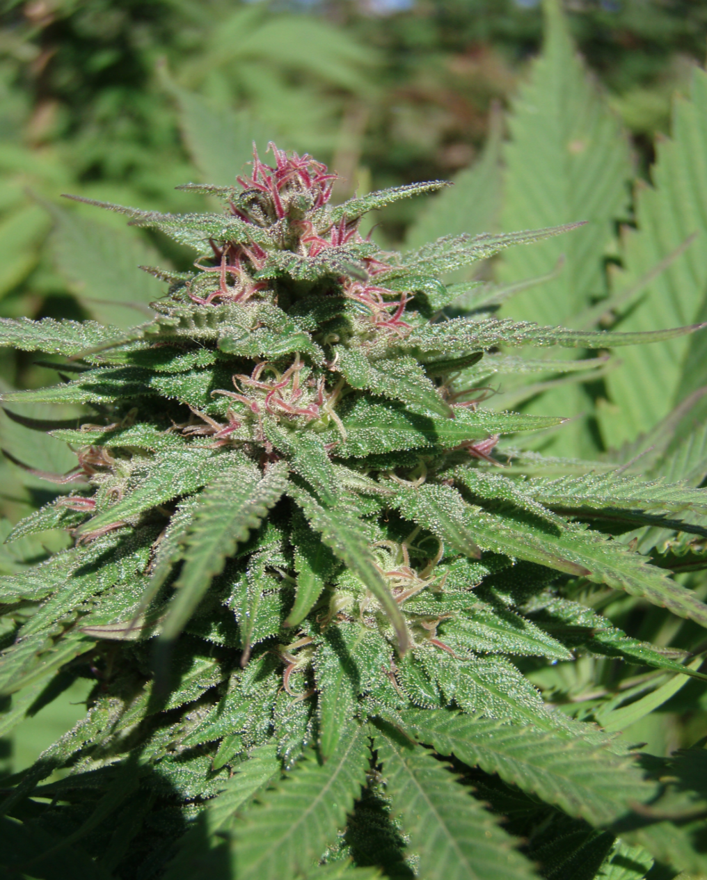 Serious 6 Feminized Serious Seeds