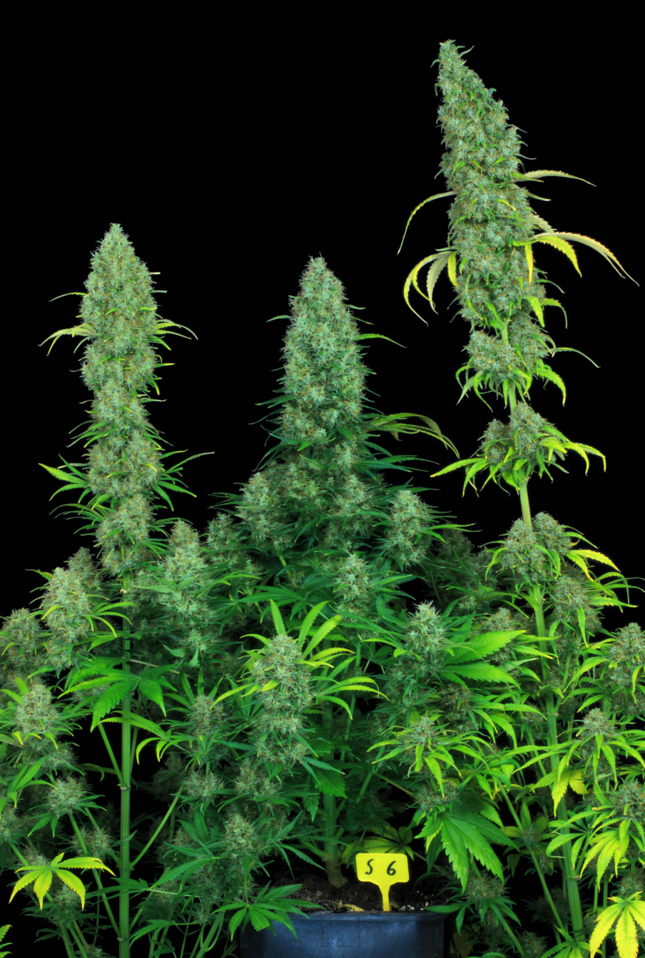 Serious 6 Feminized Serious Seeds