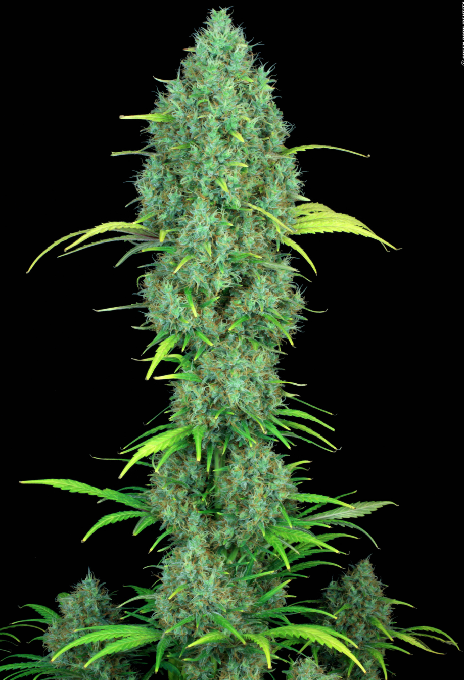 Serious 6 Feminized Serious Seeds